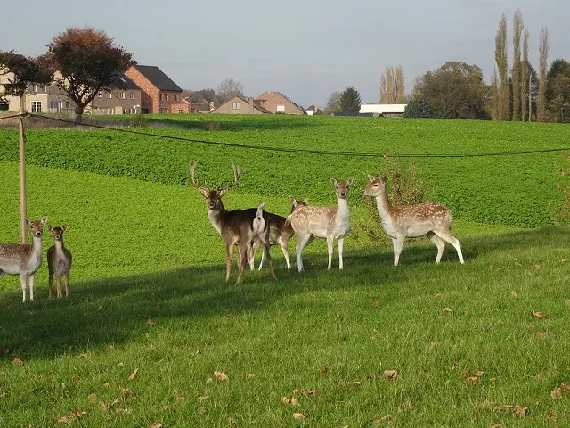 Agréable surprise dans notre jardin ce jour… pourvu qu’ils repassent à l’occasion !